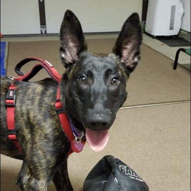 What Is Fostering